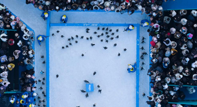 哈爾濱：百只企鵝巡游